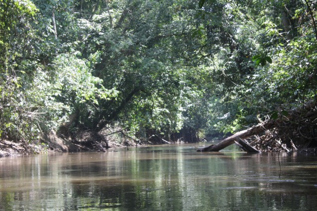 the amazon river
